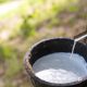 An Image Shows Milky Latex Extracted From Tree.