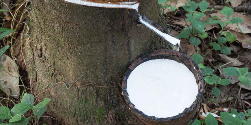 Latex Extracted From Rubber Tree Source Of Natural Rubber.